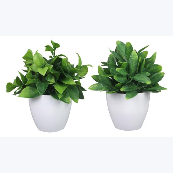 Emma Potted Plant