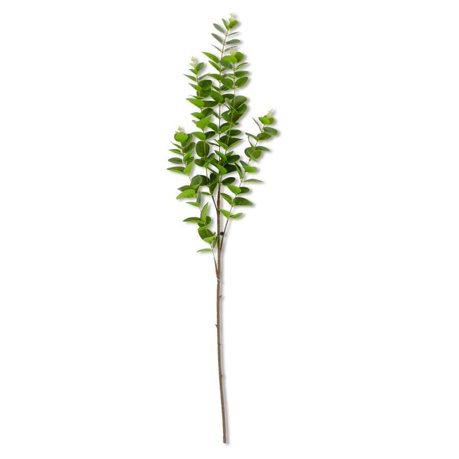 Dark Green Gunnii Eucalyptus Stem