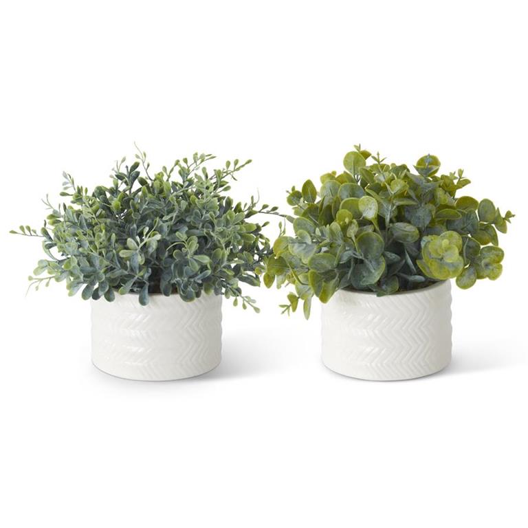 Eucalyptus in Ribbed White Pot - 2 Styles