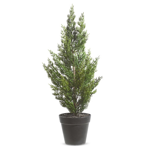 Simple Potted Cedar Tree