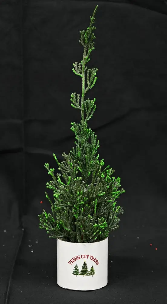 Fresh Cut Mini Cypress Tree