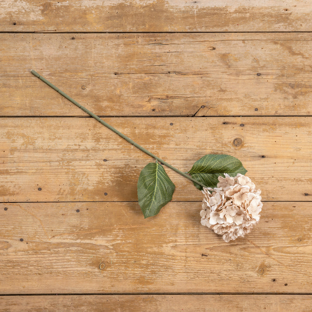 Fall Cream Hydrangea