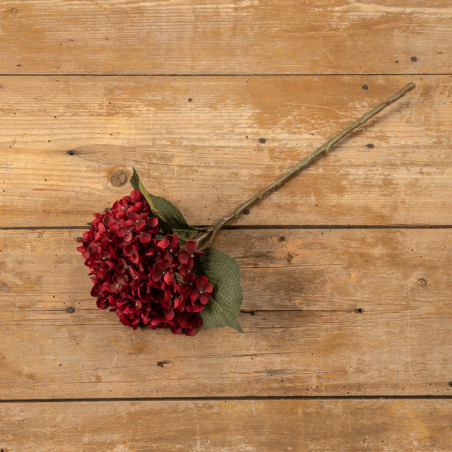 Red Hydrangea Stem
