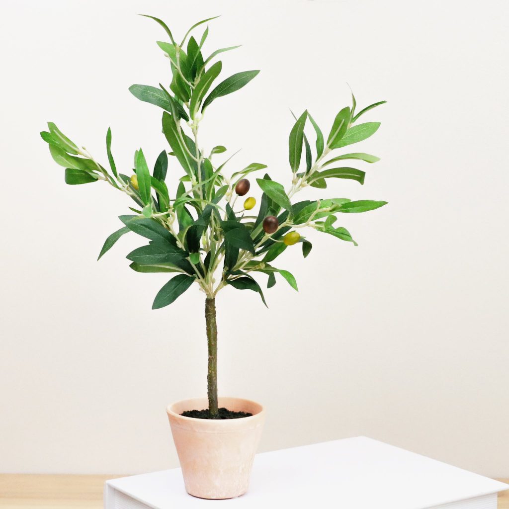 Olive Tree In Pot