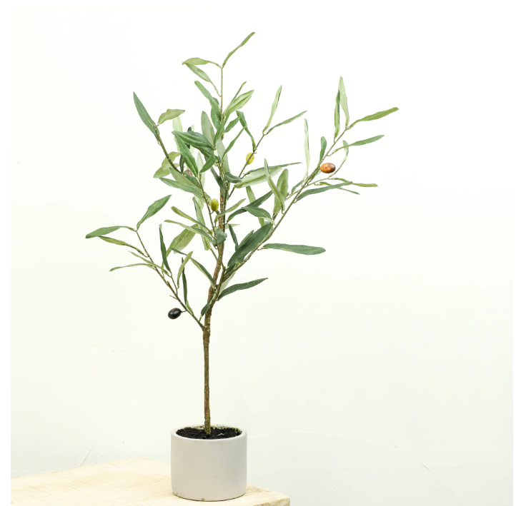 Maxine Olive Tree