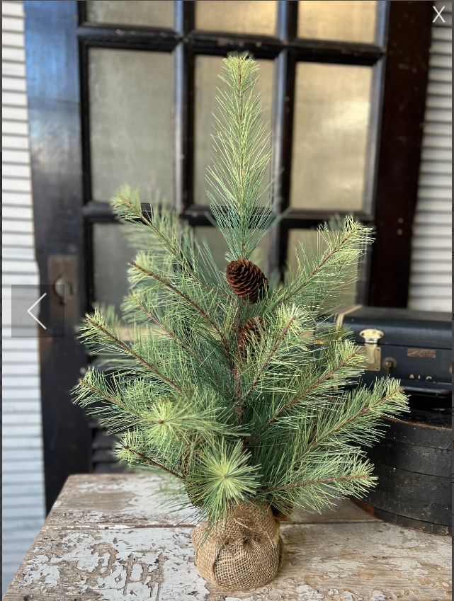 Black Valley Pine Tree | 24"