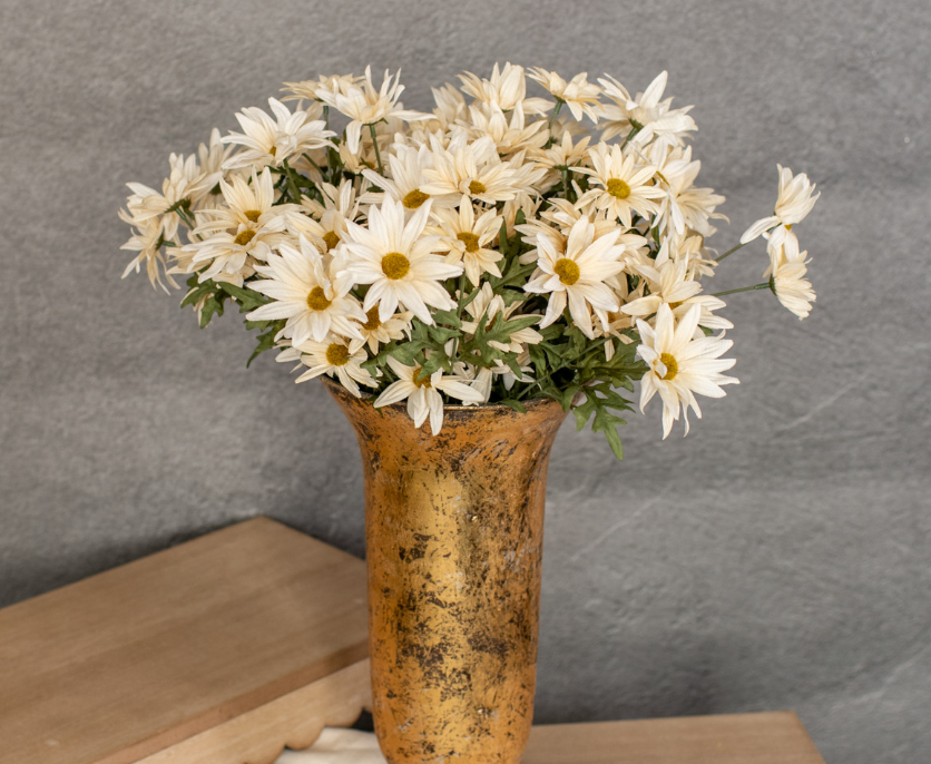 Cream Daisy Bush