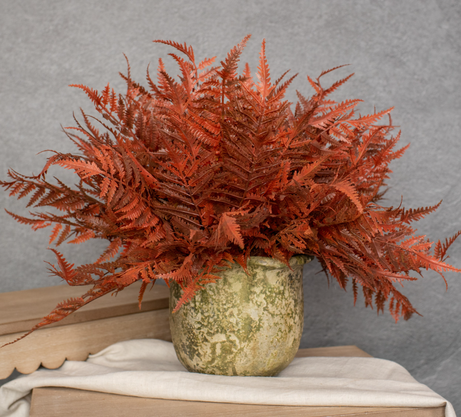 Burnt Orange Fern Bush