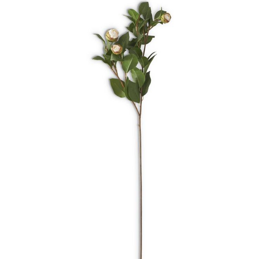 White Peony Bud Stem