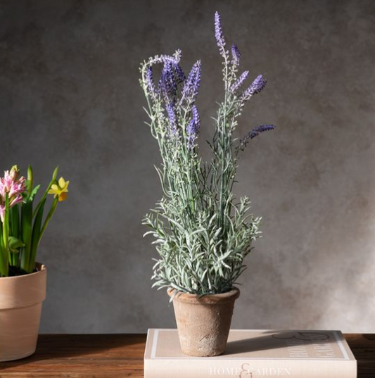 Potted Lavender