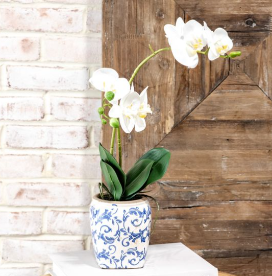 White Orchid in Blue and White Pot