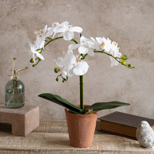 White Orchid in Terra Cotta Pot