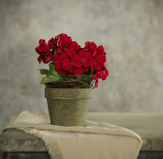 Potted Geranium Plant