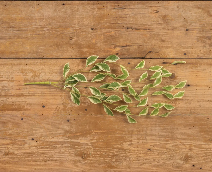 Pothos Leaf Vine