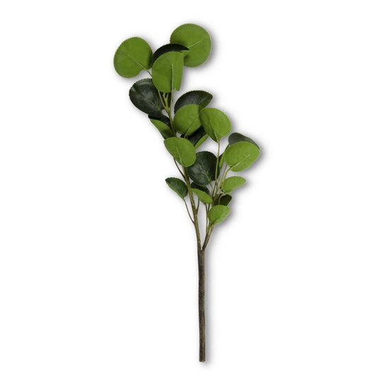 Two Branch Eucalyptus Stem