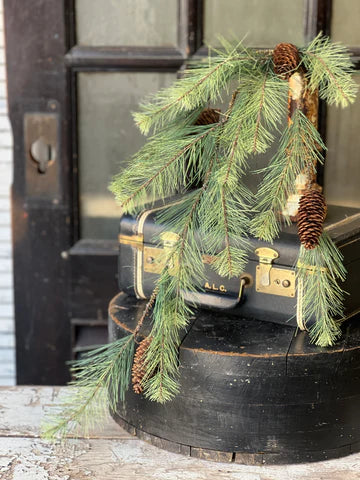 Black Valley Pine Hanging Vine