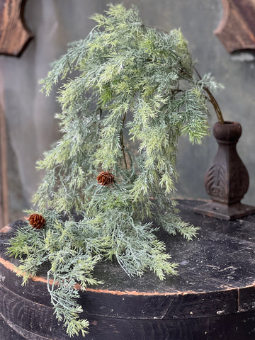 Stellar Cypress Hanging Stem