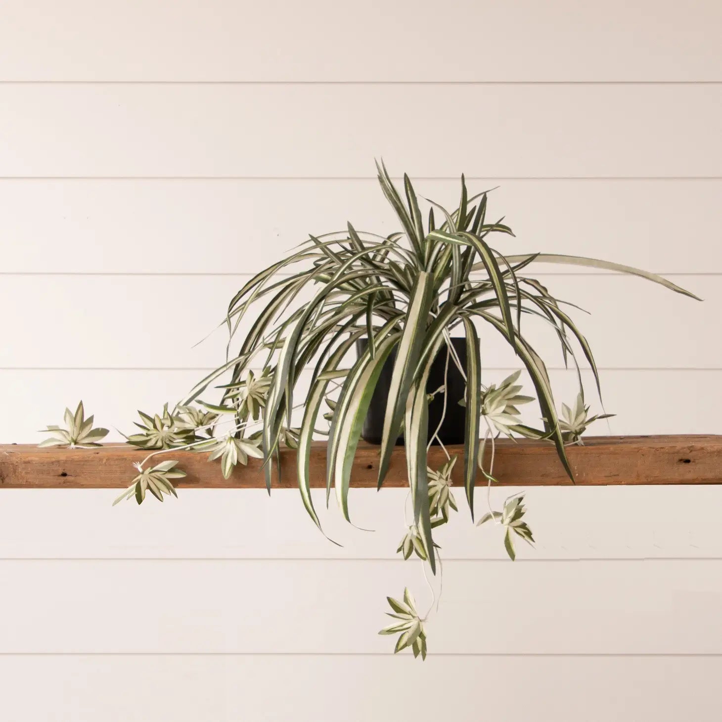 spider ivy plant Potted Spider Plant