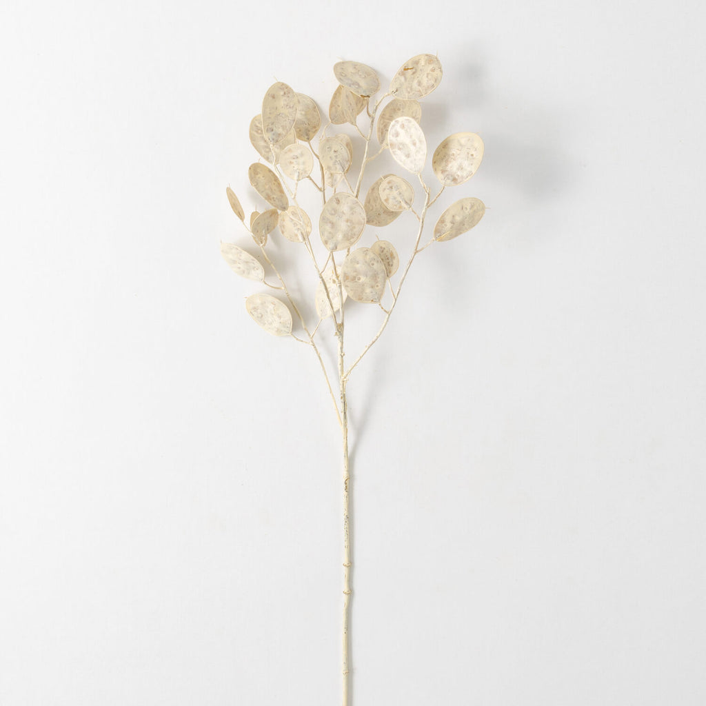 Cream Linaria Spray