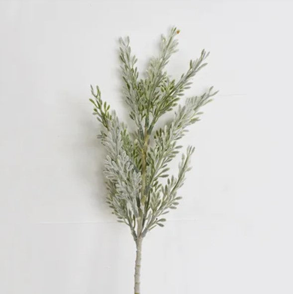 Frosted Cypress Stem