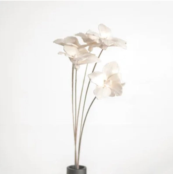 Dried White Queen of the Night Flower