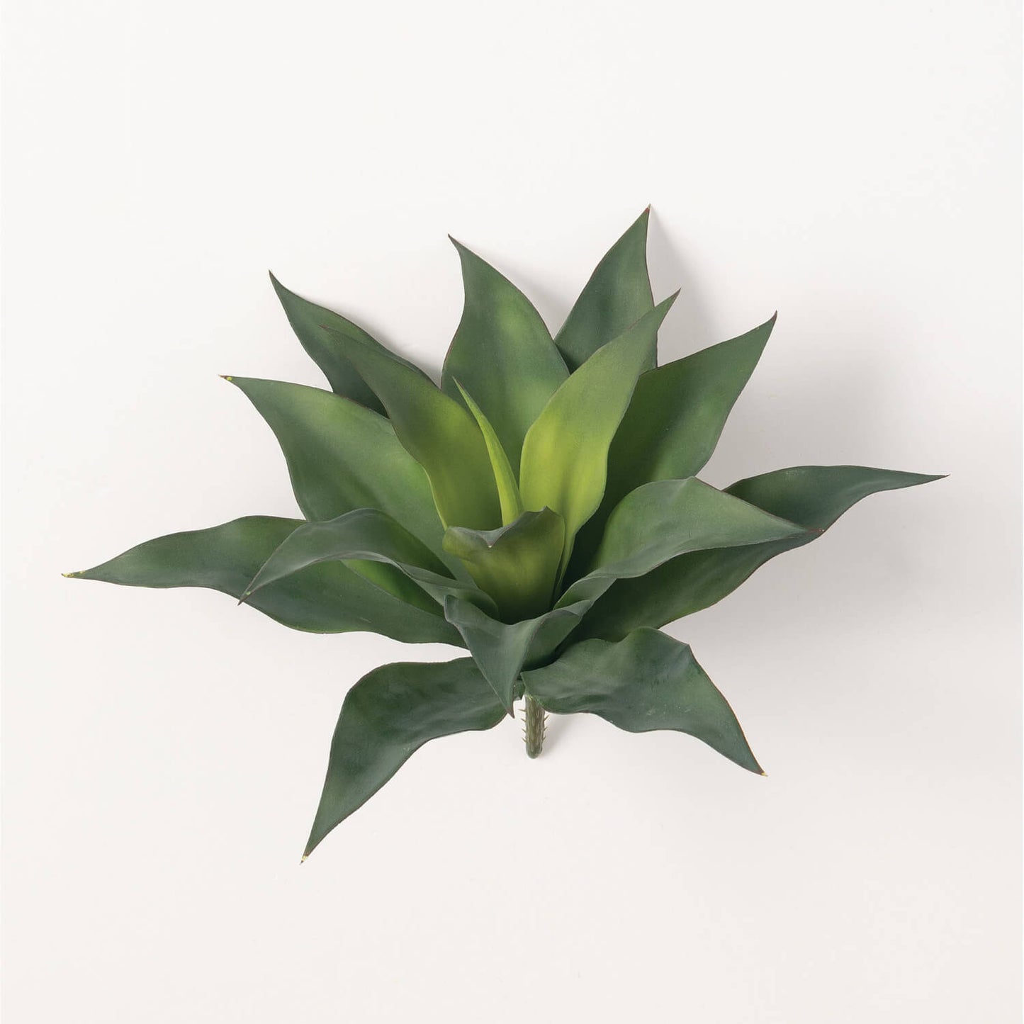 Agave Stem