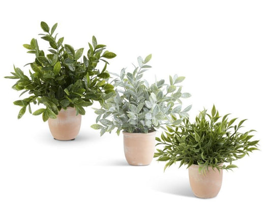 Herb in Terracotta Pot - 3 Styles