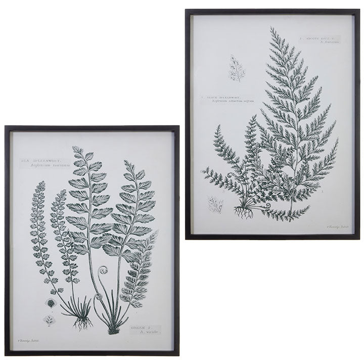 Black Framed Fern Print - 2 Styles