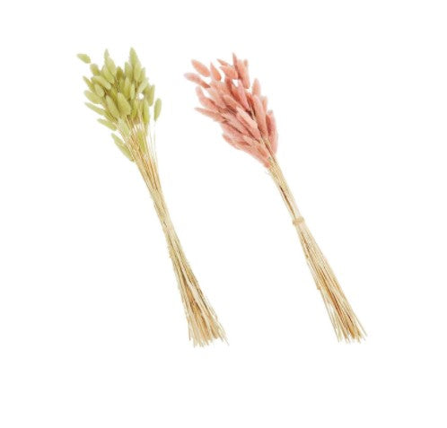 Preserved Bunny Tail Stem Bundle - 2 Colors