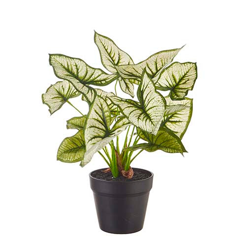 Potted Caladium Plant