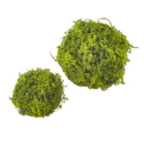 Moss Ball