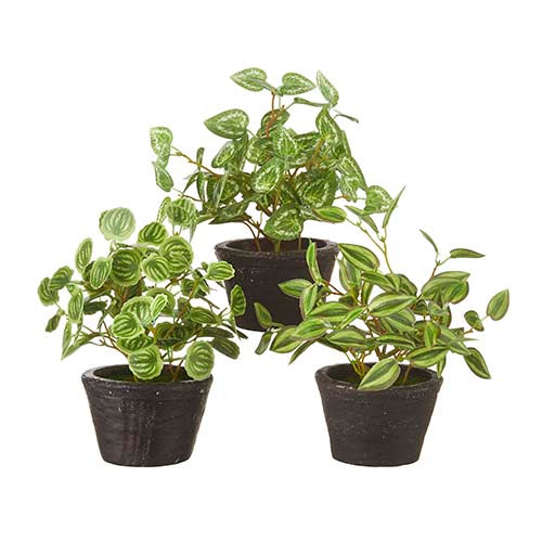 Potted Ivy Plant - 3 Styles