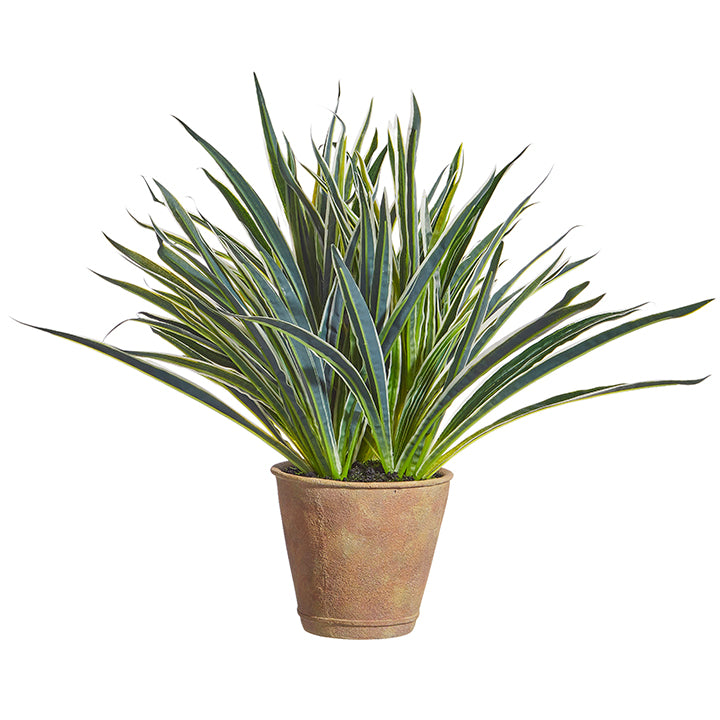 Potted Dracaena Plant