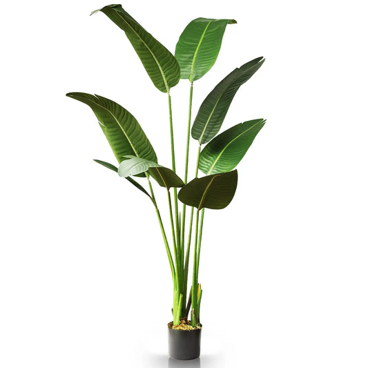 Birds of Paradise Plant