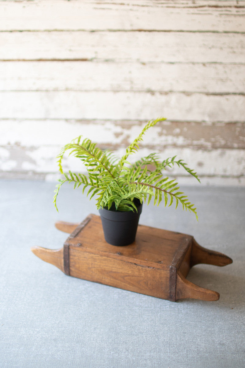 Potted Fern