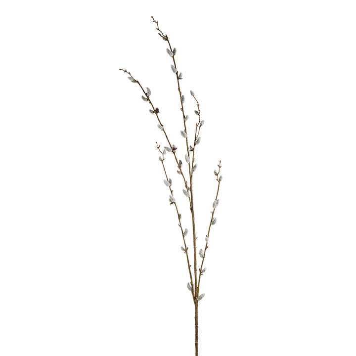 Willow Branch