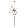 Acorn Branch