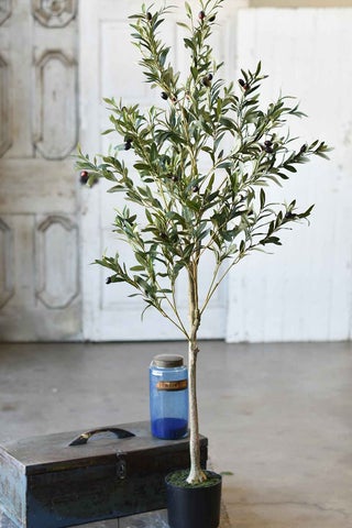 Potted Olive Tree 5'
