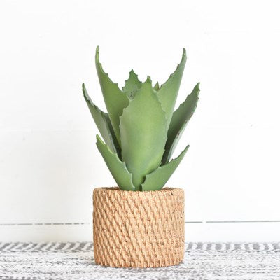 Potted Aloe Plant