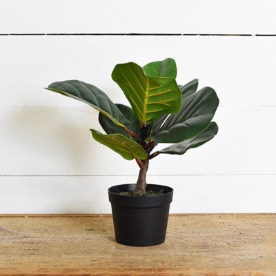 Small Fiddle Leaf Tree