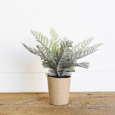 Fern in Paper Pot Small