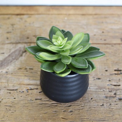 Lotus in Pulp Pot