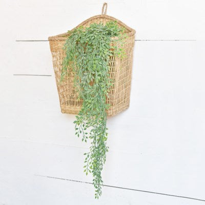 Hanging Sysygium Stem