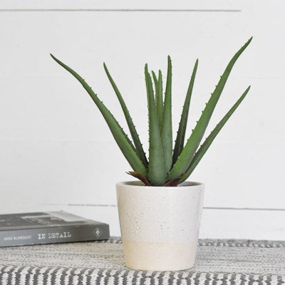 Tall Aloe Plant in Pot