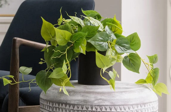 Pothos in Black Pot  Pine + Ivy