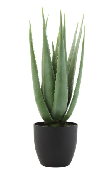 Bailey Aloe in Black Pot