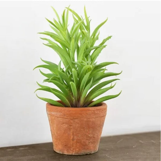 Needle Succulent in Terra Cotta Pot
