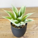 Agave in Black Pot