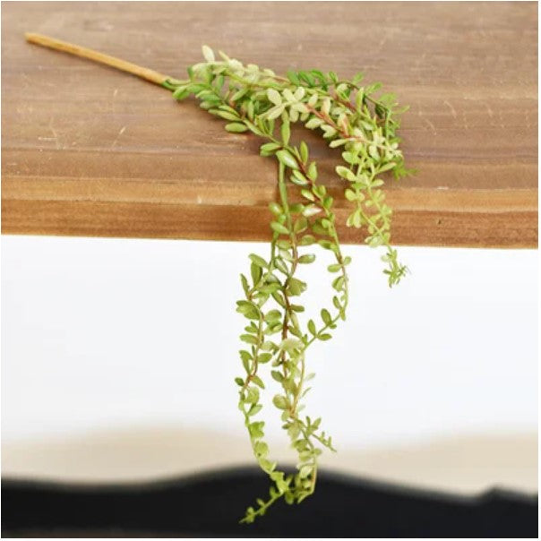Mini Leaf Hanging Succulent