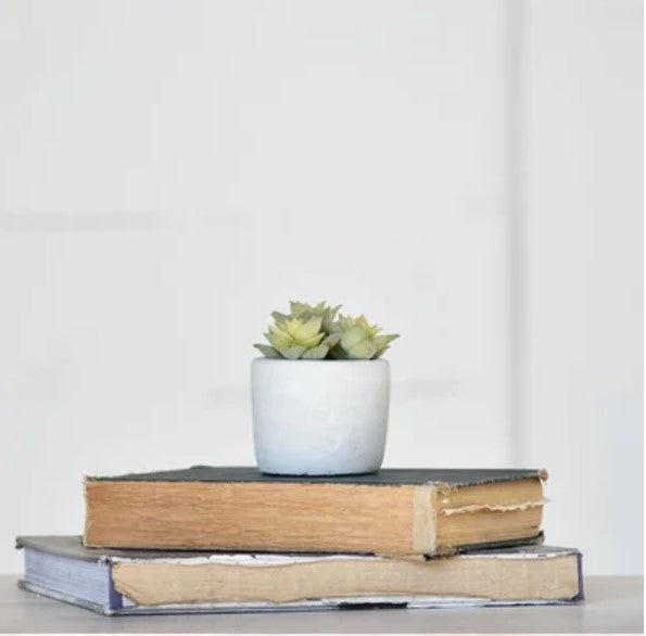 Succulents in Grey Pot